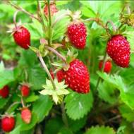 Саженец Земляника лесная Барон Солемахер в контейнере